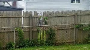How to Hide The Neighbors Ugly Fence – Wizard of Yards