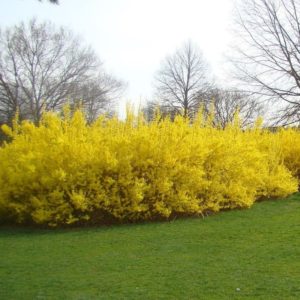 Find Out The Lifespan of 20 Common Shrubs – Wizard of Yards