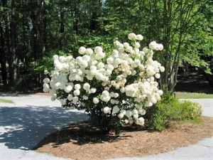 Find Out The Lifespan Of 20 Common Shrubs – Wizard Of Yards